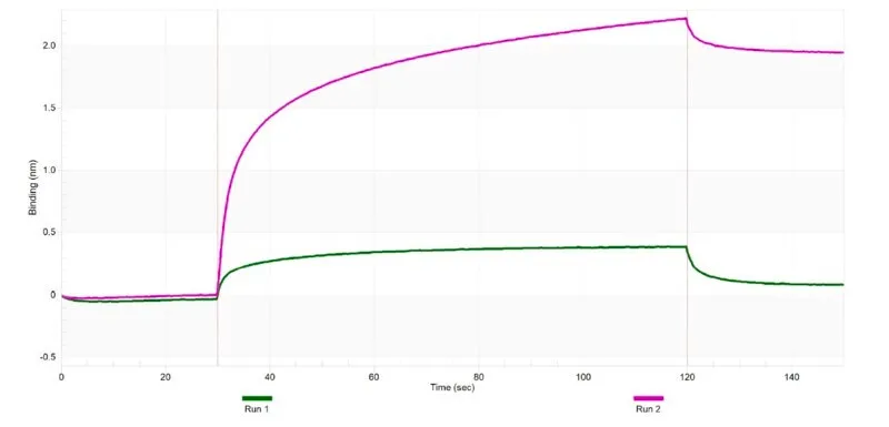 [ZRB2681-25UL] Anti-HDAC11 Antibody, clone 1E11 ZooMAb ® Rabbit Monoclonal (25 μL)