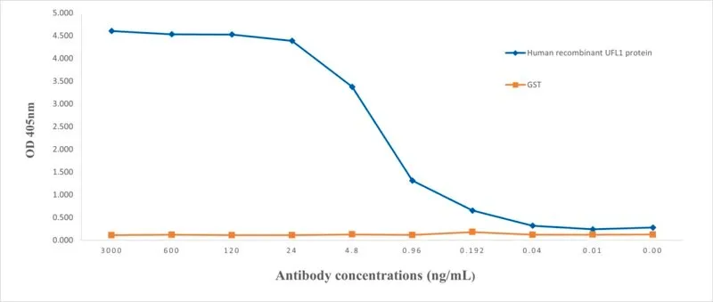 Anti-UFL1 Antibody, clone 2B9 ZooMAb ® Rabbit Monoclonal (25 μL)