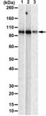 [ZRB3404-4X25UL] Anti-UFL1 Antibody, clone 2B9 ZooMAb ® Rabbit Monoclonal (4 x 25 μL)