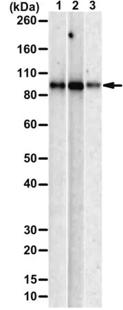 Anti-UFL1 Antibody, clone 2B9 ZooMAb ® Rabbit Monoclonal (4 x 25 μL)