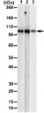 Anti-UFL1 Antibody, clone 2B9 ZooMAb ® Rabbit Monoclonal (4 x 25 μL)