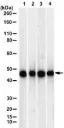Anti-Citrate synthase Antibody, clone 1J23 ZooMAb ® Rabbit Monoclonal (25 μL)