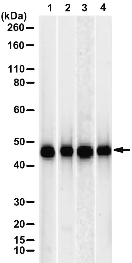 [ZRB2514-4X25UL] Anti-Citrate synthase Antibody, clone 1J23 ZooMAb ® Rabbit Monoclonal (4 x 25 μL)
