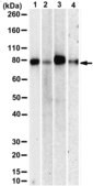 [ZRB3029-4X25UL] Anti-THOC1 Antibody, clone 5N17 ZooMAb ® Rabbit Monoclonal (4 x 25 μL)