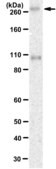 [ZRB2977-4X25UL] Anti-RanBP2 Antibody, clone 1B8 ZooMAb ® Rabbit Monoclonal (4 x 25 μL)