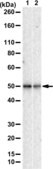 [ZRB2987-25UL] Anti-CD47 Antibody, clone 2E14 ZooMAb ® Rabbit Monoclonal (25 μL)