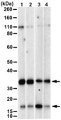 [ZRB2927-4X25UL] Anti-Caspase-6 Antibody, clone 3I12 ZooMAb ® Rabbit Monoclonal (4 x 25 μL)