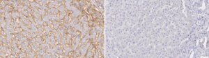 [ZRB2988-4X25UL] Anti-Integrin α1 Antibody, clone 1E20 ZooMAb ® Rabbit Monoclonal (4 x 25 μL)