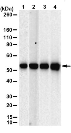 [ZRB3462-4X25UL] Anti-OLR1 Antibody, clone 2E2 ZooMAb ® Rabbit Monoclonal (4 x 25 μL)