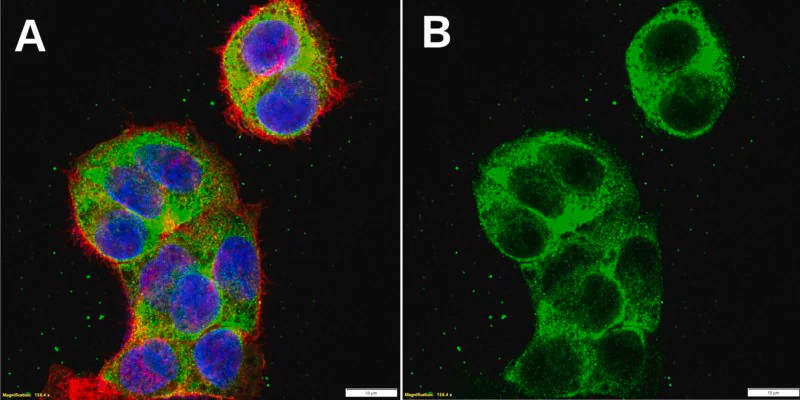 [ZRB2534-4X25UL] Anti-Perilipin-2 Antibody, clone 1F9 ZooMAb ® Rabbit Monoclonal (4 x 25 μL)