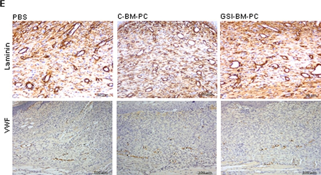 [L9393-.5ML] Anti-Laminin antibody produced in rabbit (0.5 mL)