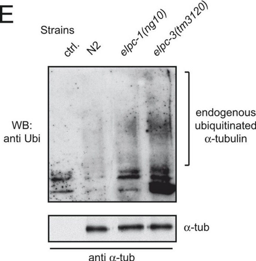 [T5168-.2ML] Monoclonal Anti-α-Tubulin antibody produced in mouse (0.2 mL)