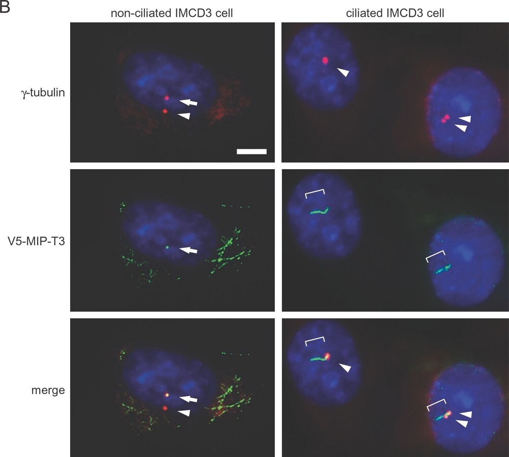 [T7451-100UL] Anti-Acetylated Tubulin antibody, Mouse monoclonal (100 μL)