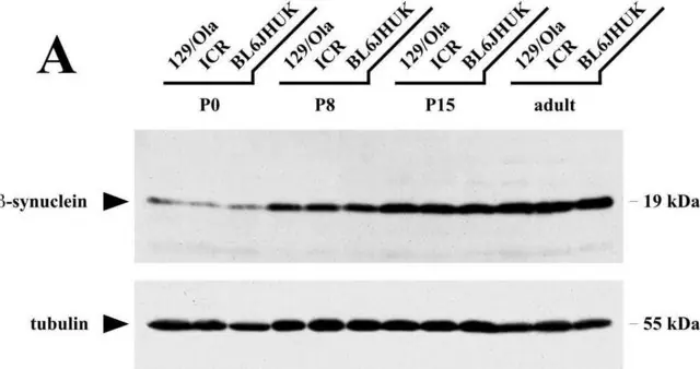 [T9026-100UL] Monoclonal Anti-α-Tubulin antibody produced in mouse (100 μL)
