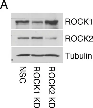 [T6199-25UL] Anti-α-Tubulin antibody, Mouse monoclonal (25 μL)