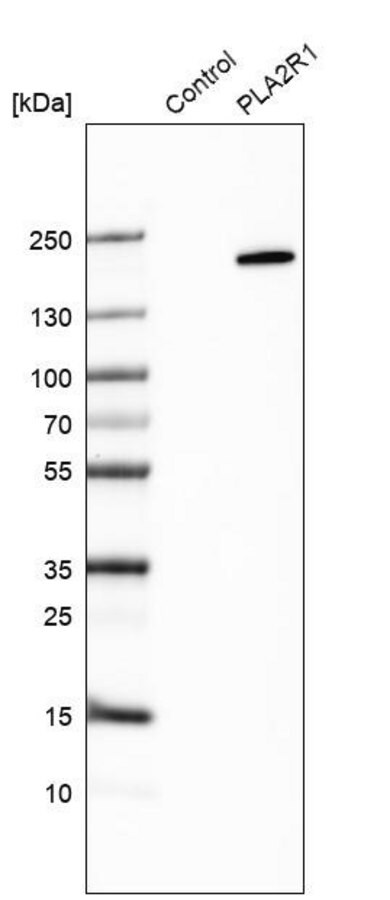 [HPA012657-100UL] Anti-PLA2R1 antibody produced in rabbit (100 μL)