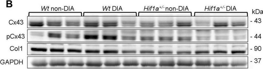 [C6219-25UL] Anti-Connexin-43 antibody produced in rabbit (25 μL)