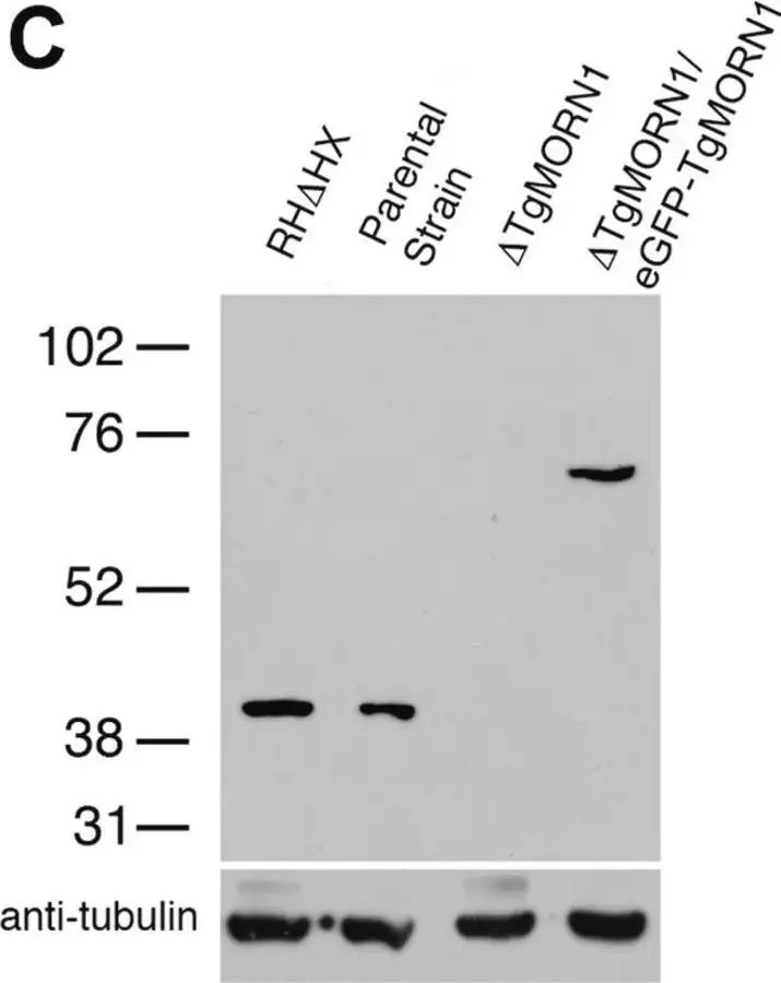 [T6074-200UL] Anti-α-Tubulin antibody, Mouse monoclonal (200 μL)