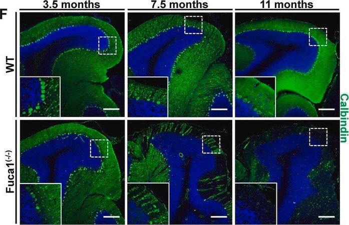 [C9848-100UL] Monoclonal Anti-Calbindin-D-28K antibody produced in mouse (100 μL)