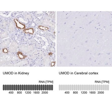 [HPA054721-100UL] Anti-UMOD antibody produced in rabbit (100 μL)