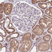 [HPA060643-100UL] Anti-RCC1L antibody produced in rabbit (100 μL)