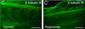[T2200-200UL] Anti-β-Tubulin III antibody produced in rabbit (200 μL)