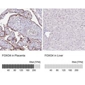 [HPA040232-100UL] Anti-FOXO4 antibody produced in rabbit (100 μL)
