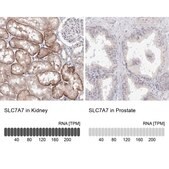 [HPA036227-100UL] Anti-SLC7A7 antibody produced in rabbit (100 μL)
