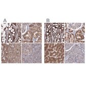 [HPA032141-100UL] Anti-PEX13 antibody produced in rabbit (100 μL)